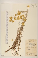 鼠麴草藏品圖，第1張