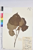 登錄號:S079087藏品圖，第1張