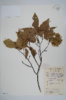 雷公鵝耳櫪藏品圖，第1張