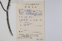 雷公鵝耳櫪藏品圖，第2張