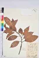 美葉石櫟藏品圖，第1張