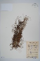 附地菜藏品圖，第1張