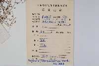 附地菜藏品圖，第2張