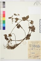 水辣菜、禺毛茛藏品圖，第1張