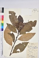 黧蒴栲藏品圖，第1張