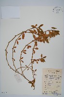 空心蓮子草藏品圖，第1張