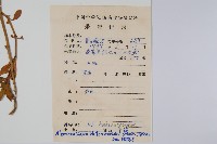 空心蓮子草藏品圖，第2張