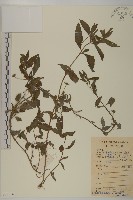 鱧腸藏品圖，第1張