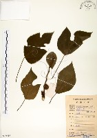 構樹藏品圖，第1張