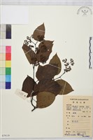 拐棗、枳椇藏品圖，第1張