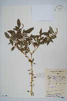 刺莧藏品圖，第1張