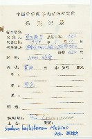 珠芽佛甲草藏品圖，第2張