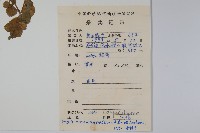 普剌特草藏品圖，第2張