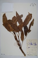 城口十大功勞藏品圖，第1張