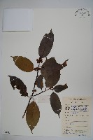 臺灣糊樗藏品圖，第1張