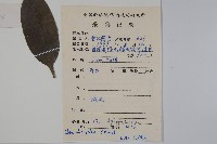 臺灣糊樗藏品圖，第2張