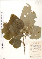 山桐子藏品圖，第1張