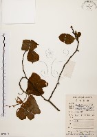 天料木藏品圖，第1張