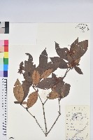 廣東杜鵑藏品圖，第1張