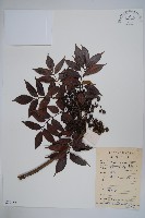 野漆、木臘樹藏品圖，第1張