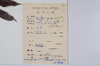 野漆、木臘樹藏品圖，第2張