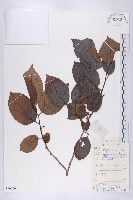 油柿藏品圖，第1張