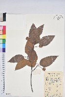 水青岡藏品圖，第1張