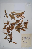 短柱絡石藏品圖，第1張