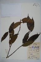 臺灣糊樗藏品圖，第1張