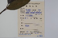 臺灣糊樗藏品圖，第2張