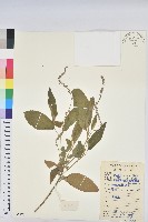 毛果巴豆藏品圖，第1張