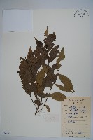 四川冬青藏品圖，第1張