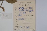 四川冬青藏品圖，第2張