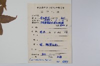 嶺南槭藏品圖，第2張