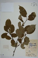 沙壩冬青藏品圖，第1張