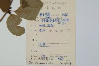 沙壩冬青藏品圖，第2張