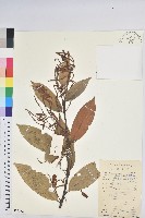 火燒柯、栲樹藏品圖，第1張