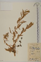 臭杏、土荊芥藏品圖，第1張