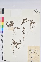 鐵莧菜藏品圖，第1張