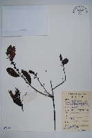 三花冬青藏品圖，第1張