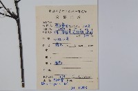 三花冬青藏品圖，第2張