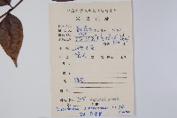 野漆、木臘樹藏品圖，第2張