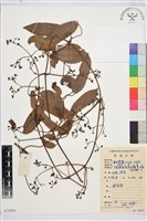 小木通藏品圖，第1張