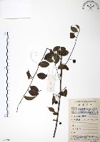 燈稱花、烏雞骨藏品圖，第1張