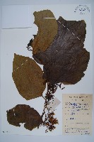 八角楓藏品圖，第1張