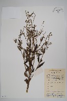 琉璃草藏品圖，第1張