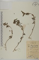 鱧腸藏品圖，第1張