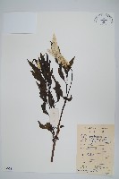 青葙藏品圖，第1張