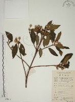 基尖葉野牡丹、蘭嶼野牡丹藏品圖，第1張