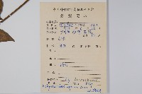 土牛膝藏品圖，第2張